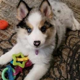 Pomsky Puppies from Rosehill Pomskies