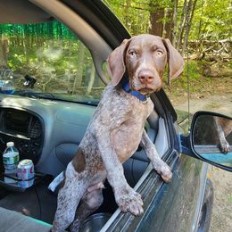 Boy 2 - German Shorthaired Pointer puppy from Dow Family