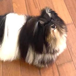 Willie - Havanese