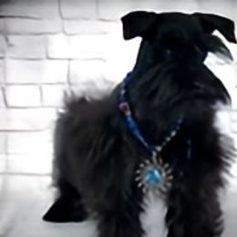 Mal - Miniature Schnauzer