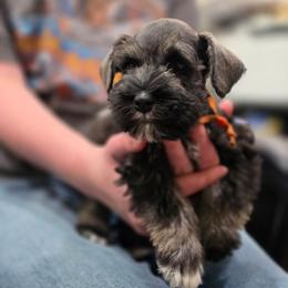 Rainier - Salt and pepper male Miniature Schnauzer puppy in Piedmont, Oklahoma from J&K's Miniature Schnauzers
