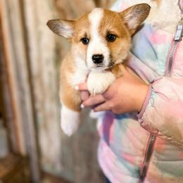 Pembroke Welsh Corgi Puppies from Shells’ Corgis