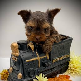 Jude - Chocolate and tan male Yorkshire Terrier puppy in Hastings, Nebraska from Promise Land Pets