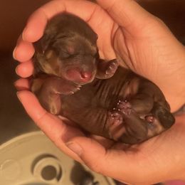 Dachshund Puppies from Temple’s Doxies