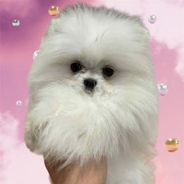 Girl 1 - White female Pomeranian puppy in Temecula, California from Biewer Puppies USA