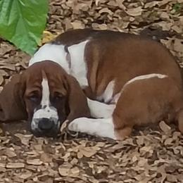 Basset Hounds from Stacey Claar