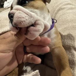 Bulldog Puppies from Tiny Tanks Kennel