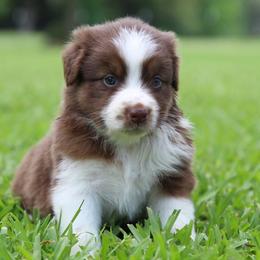 Alice - Red tri-color female Australian Shepherd puppy in Star City, Arkansas from Blush & Lace Aussie Co.