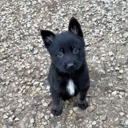 Michael - Bi-color male German Shepherd puppy in Livingston, Kentucky from Illyria Dox & GSD