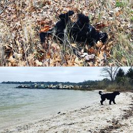 Portuguese Water Dog All Grown Up from Siesta PWD’s