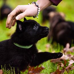 "Lime Green" German Shepherd Puppies from MCX K9