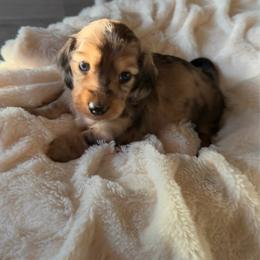 Pink Collar Female - Dapple female Dachshund puppy in Madison, Indiana from Jensen Dobermans and Dachshunds