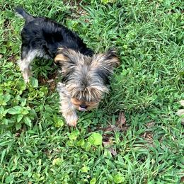 Yorkshire Terrier Puppies from Forest Yorkies