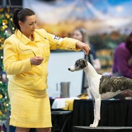 Whippets from Luminary Whippets