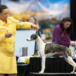 Whippets from Luminary Whippets