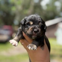 Rose ASDR - Red tri female Miniature Australian Shepherd puppy in Polk City, Florida from Skaky Shepherds