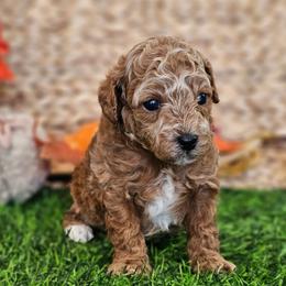 Enzo - Red  male Poodle puppy in Salem, Missouri from Meadowbrook Poodles