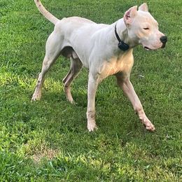 Loki - Dogo Argentino
