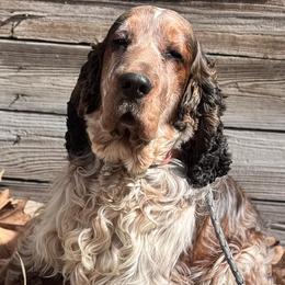 Gunner - English Springer Spaniel