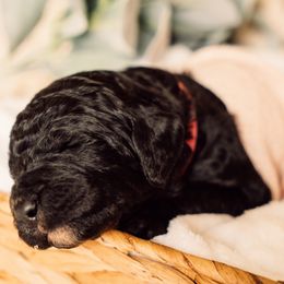 Bernedoodle and Labradoodle Puppies from Royal Doodles