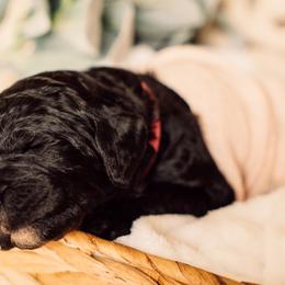 Bernedoodle and Labradoodle Puppies from Royal Doodles