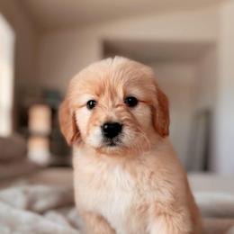 Strudel, Girl - Apricot female Goldendoodle puppy in Maricopa, Arizona from Desert Ridge Doodles