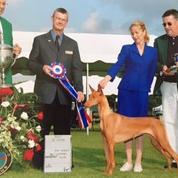 Pharaoh Hounds from LaRee Drolet