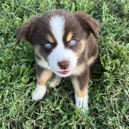 Ruby - Red tri female Miniature Australian Shepherd puppy in Greensboro, North Carolina from Mike & Josh Mini & Toy Aussies