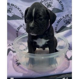 Girl 2 - female Boxer puppy in Taft, Tennessee from Hillbillie Boxers