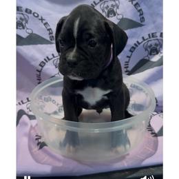 Girl 2 - female Boxer puppy in Taft, Tennessee from Hillbillie Boxers
