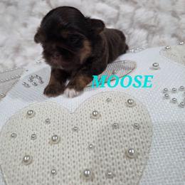 Moose - Chocolate male Shih Tzu puppy in Molino, Florida from 1st Passion Shih Tzus