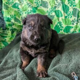 Light blue - Bi-color male German Shepherd puppy in Motley, Minnesota from Von Thomson Haus