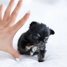 Chihuahua Puppies from Petits Chihuahuas