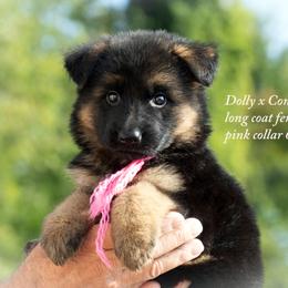 Pink collar f Dolly and Conrad litter - Black and red female German Shepherd puppy in Chrisney, Indiana from Indiana German Shepherds