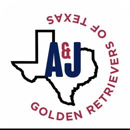 Yellow - Dark golden Golden Retriever puppy in Damon, Texas from A & J Golden Retrievers of Texas