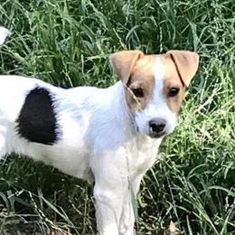 Hannah - Jack Russell Terrier