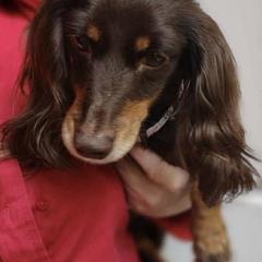 Gemma - Dachshund
