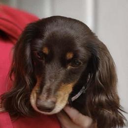 Gemma - Dachshund