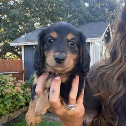 Black Collar Longhair Dapple Dilute Carrier - Black and tan male Dachshund puppy in Cottonwood, California from Circle C Farm