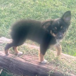 Brooks - Black tri male Toy Australian Shepherd puppy in Miami, Oklahoma from HighEnd Aussies