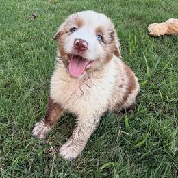 Turks (RMM 1) - Red merle male Australian Shepherd puppy in Hubbard, Texas from Poston Paddock Aussies LLC