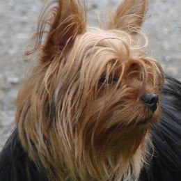 Yorkshire Terriers from Mustard Seed Meadows