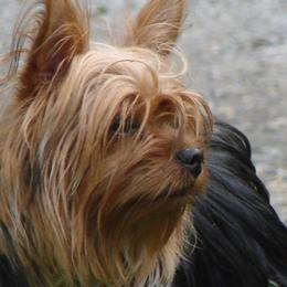 Yorkshire Terriers from Mustard Seed Meadows
