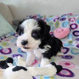 Miss Daisy - Parti female Miniature Schnauzer puppy in Shoshone, Idaho from Debra Kruse's Miniature Schnauzers