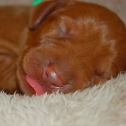 Miss Purple - Golden rust female Vizsla puppy in Lexington, Kentucky from Summit Vizsla (we can deliver to you)