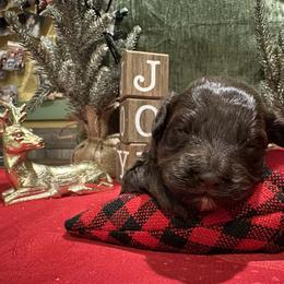 Dorothy - Brown female Cockapoo puppy in Mena, Arkansas from Ouachita River Cockapoos