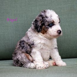 Angel - Blue merle female Aussiedoodle puppy in Kennesaw, Georgia from Distinctive Doodle