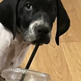 Boy 1 - Black and white German Shorthaired Pointer puppy in Waller, Washington from MLC Kennel