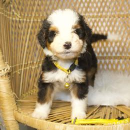 Yellow male - Tri-color male Bernedoodle puppy in Belgreen, Alabama from Scott’s Farm Poodles and Doodles