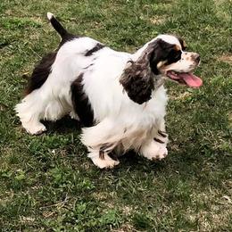 Cocker Spaniel All Grown Up from WilDen / Whirlwyn